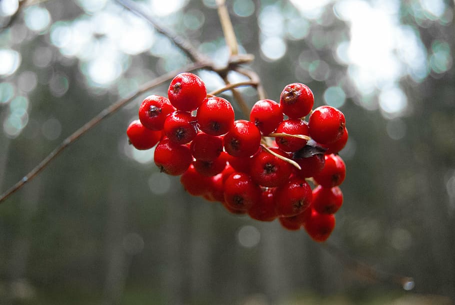 berries, red, forest, macro, rowanberries, fruit, food, food and drink HD wallpaper