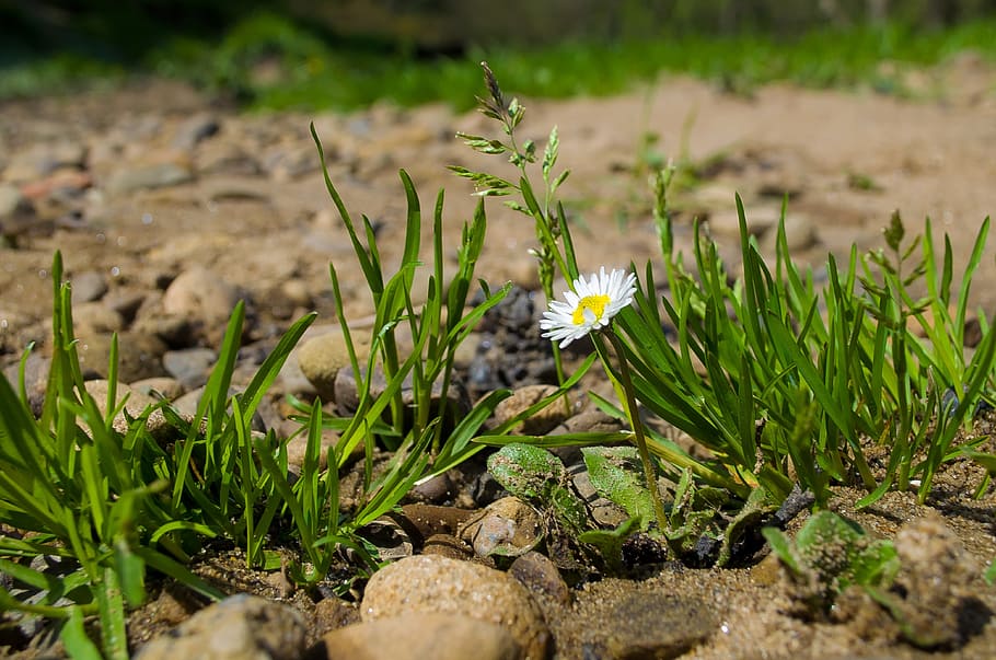 Flower, Grass, Macro, Nature, Seasons, spring, summer, background HD wallpaper