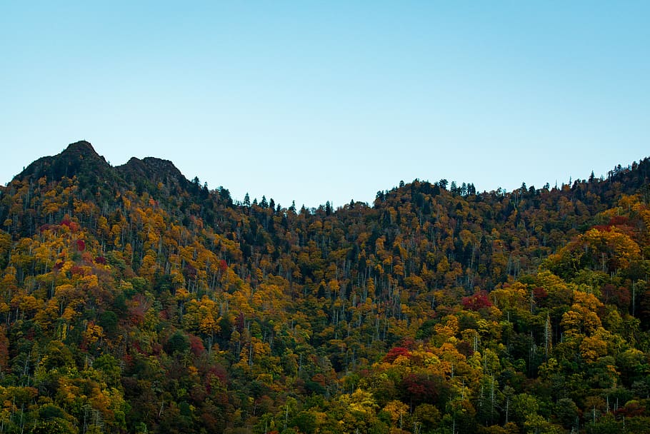 mountains under blue sky, green and brown leafed trees, forest HD wallpaper