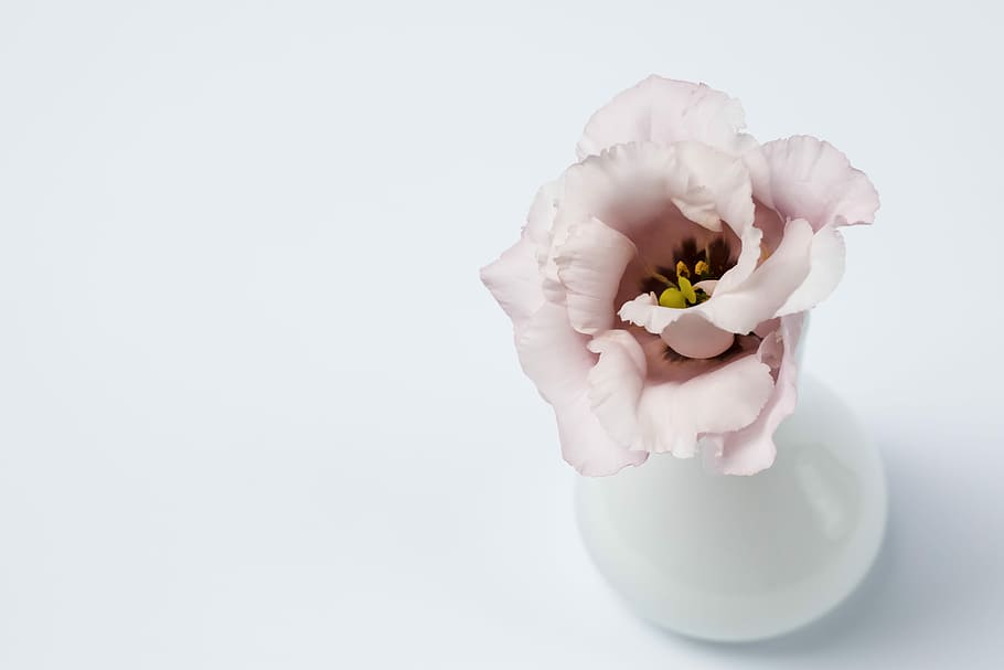 pink petaled flower, white peony flower with vase, flora, floral, HD wallpaper