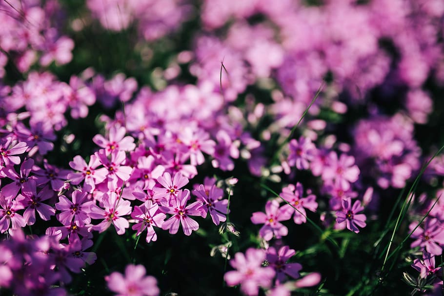 Pink flowers blooming in spring, closeup, garden, flora, background, HD wallpaper
