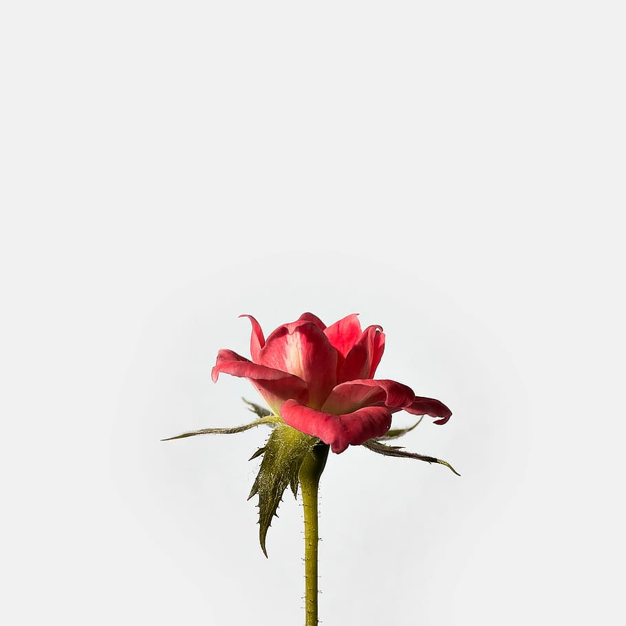 red rose flower, red rose flower macro photography, bloom, stem HD wallpaper