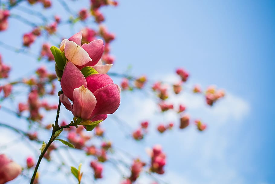 Spring Tree Blooms Detail, colorful, sky, nature, pink Color, HD wallpaper