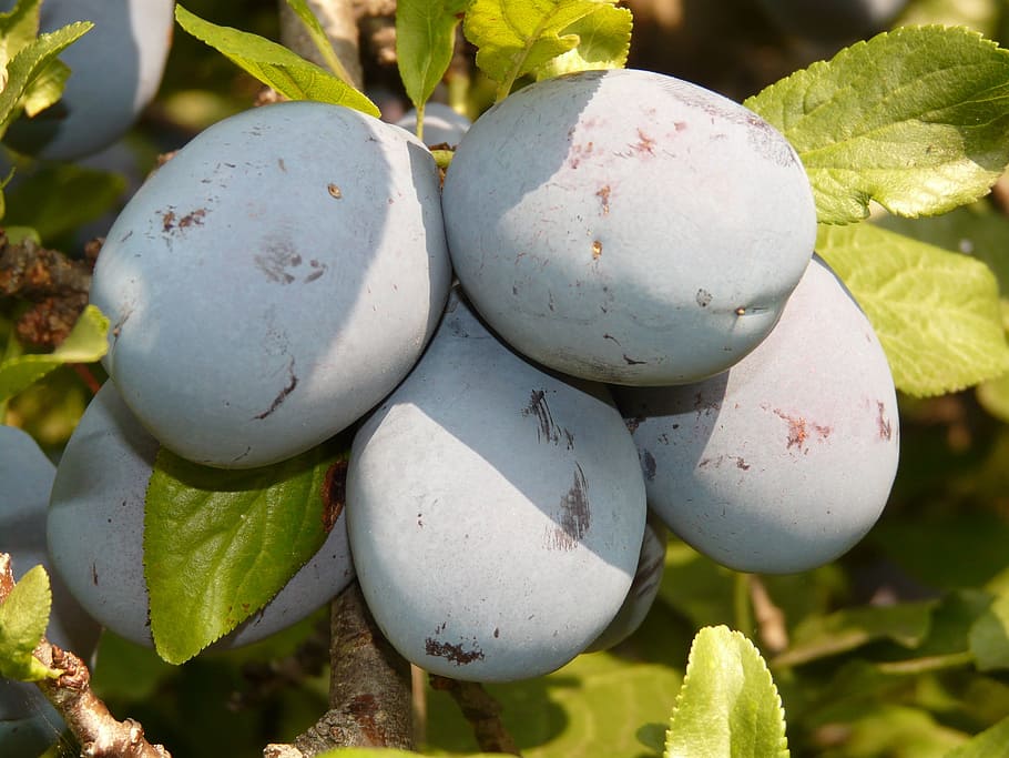 plum, fruit, blue, nature, plant, food, eat, food and drink HD wallpaper