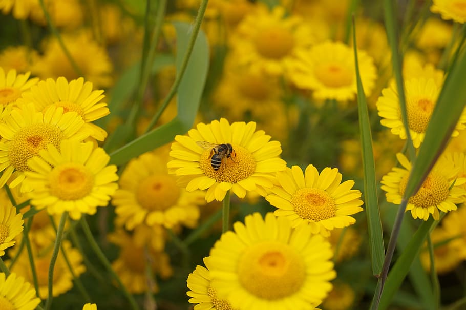 flower, bee, yellow, nature, spring, plant, exotic, flowering plant HD wallpaper