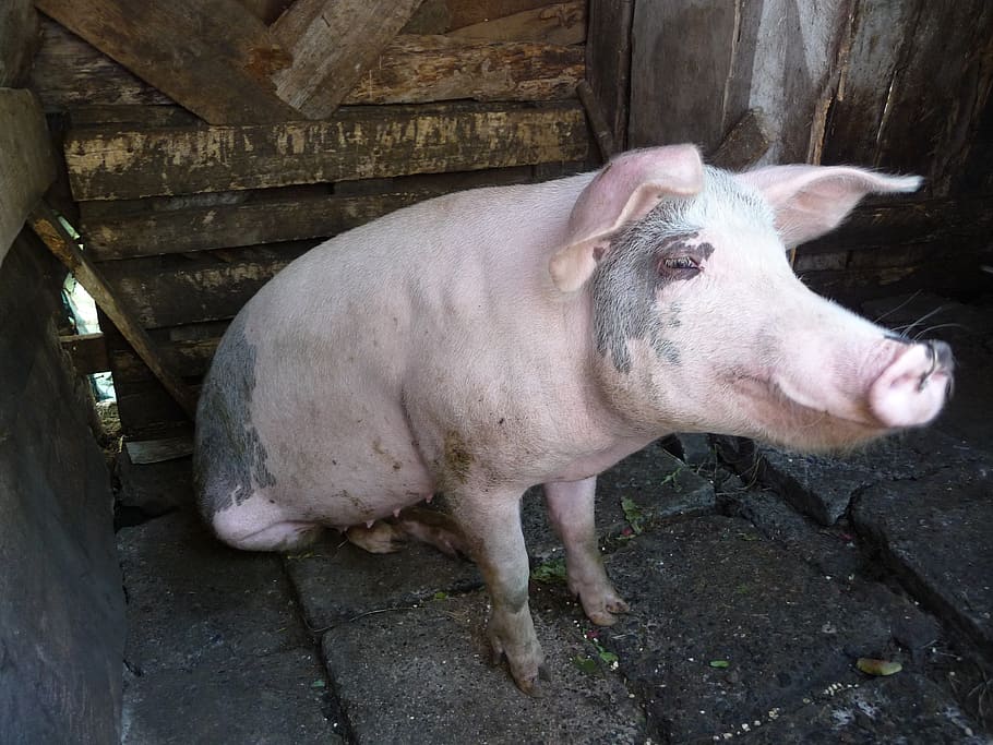 pig, animal, pigsty, livestock, mammal, domestic animals, animal themes HD wallpaper