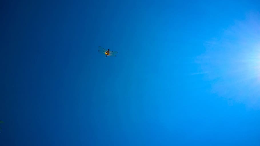 clear sky, cloudless, dragonfly fly, blue, flying, mode of transportation HD wallpaper