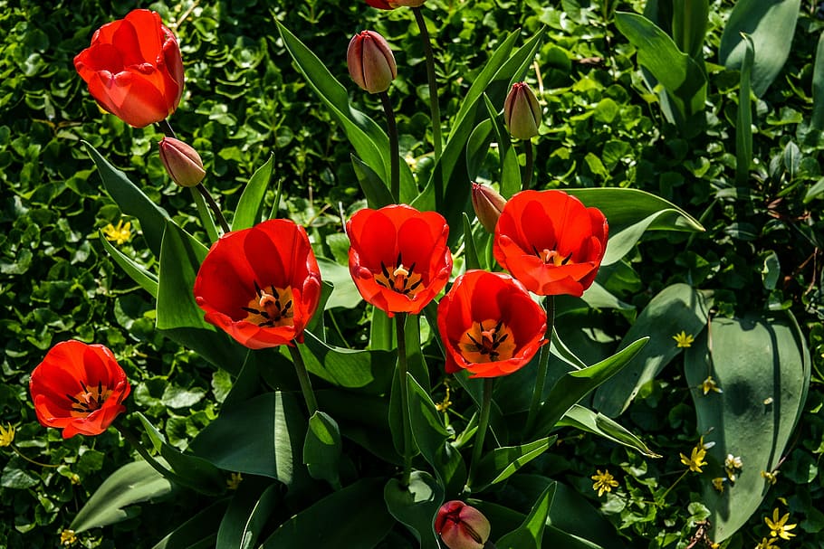 Garden, Flower, Spring, red, poppy, plant, growth, leaf, flowering plant HD wallpaper