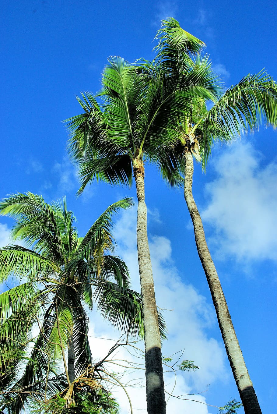 tropics, coconut trees, holiday, island, palm Tree, tropical Climate HD wallpaper