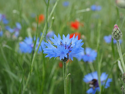 blue flowers, cornflower, blossom, bloom, sky blue, light blue HD wallpaper