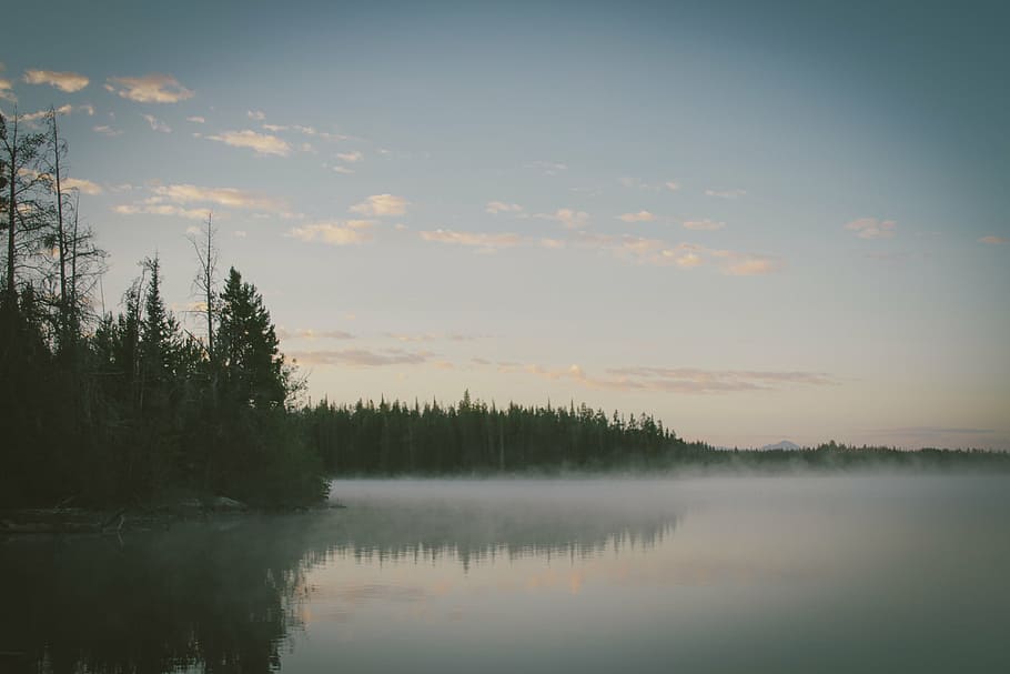 low angle view of body of water near pine trees, reflection HD wallpaper