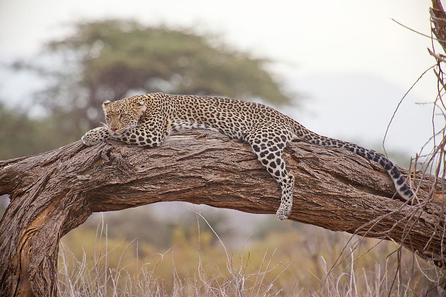 black and brown leopard on brown branch, safari, africa, kenya, HD wallpaper