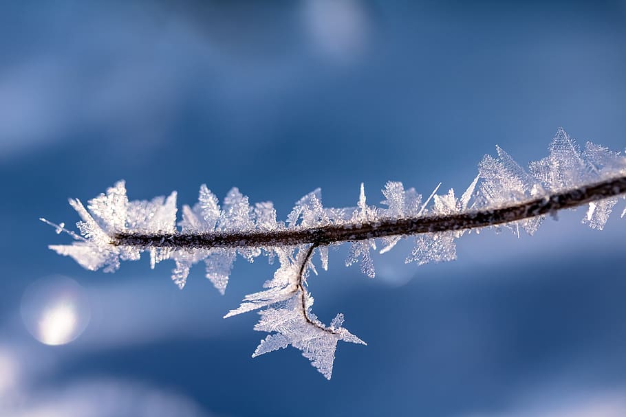 shallow focus photography of branch with snow, eiskristalle, frost, HD wallpaper