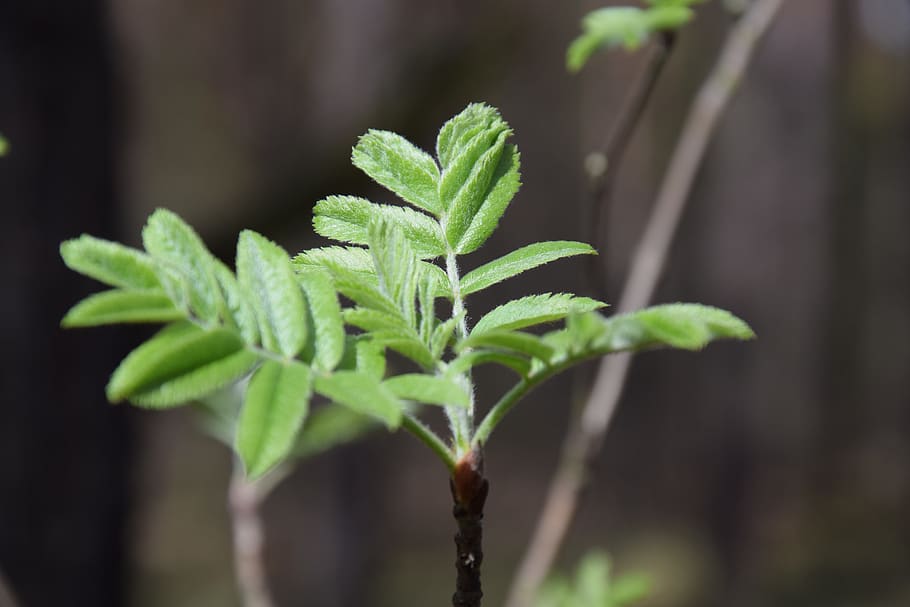 leaf, plant, nature, no one, tree, spring, plant part, growth HD wallpaper