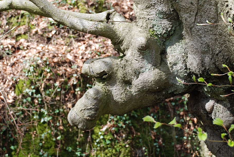 gnome, root, tree, plant, animal, animal themes, no people HD wallpaper