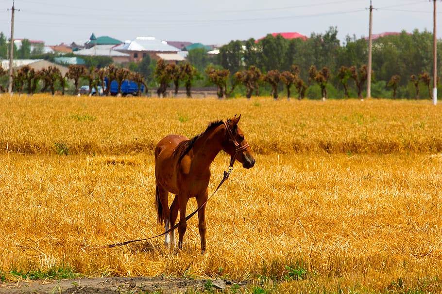 horse, fields, brown, nature, animal, mare, foal, nag, gelding HD wallpaper