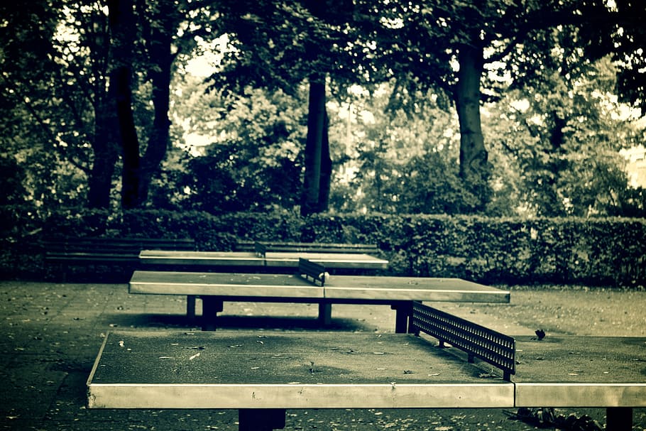 ping pong, table tennis, bench, tree, seat, park, park bench