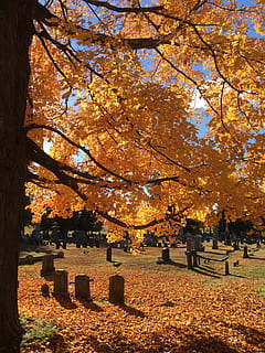 gravestones, graveyard, trees, cemetery, autumn, change, plant HD wallpaper