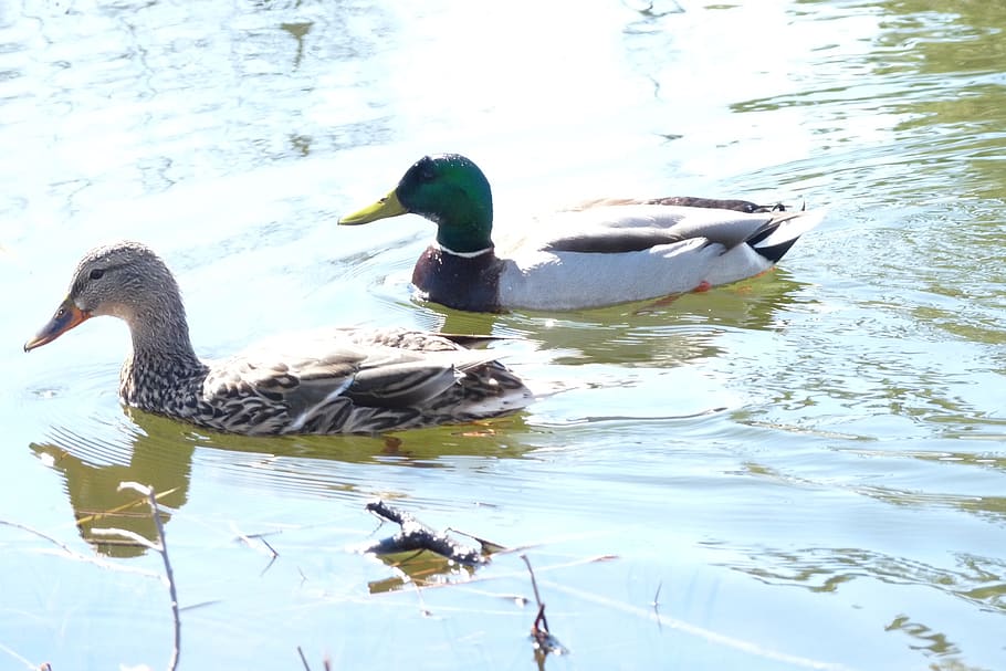 canard, couple, quebec, bird, animal themes, vertebrate, animal wildlife HD wallpaper
