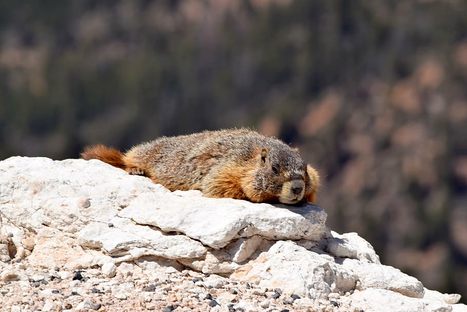 cute marmot