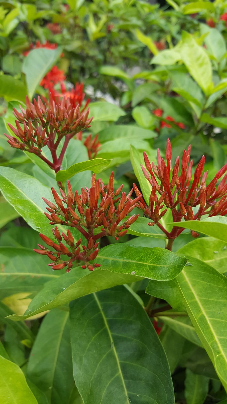 flower, red, sharp, nature, floral, leaf, decorative, color HD wallpaper