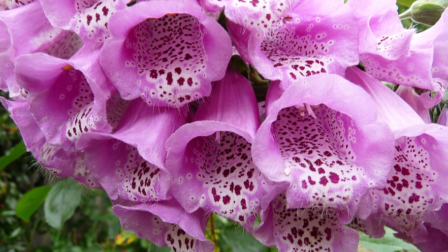 pink, fox, glove, flower, plant, beauty in nature, flowering plant HD wallpaper