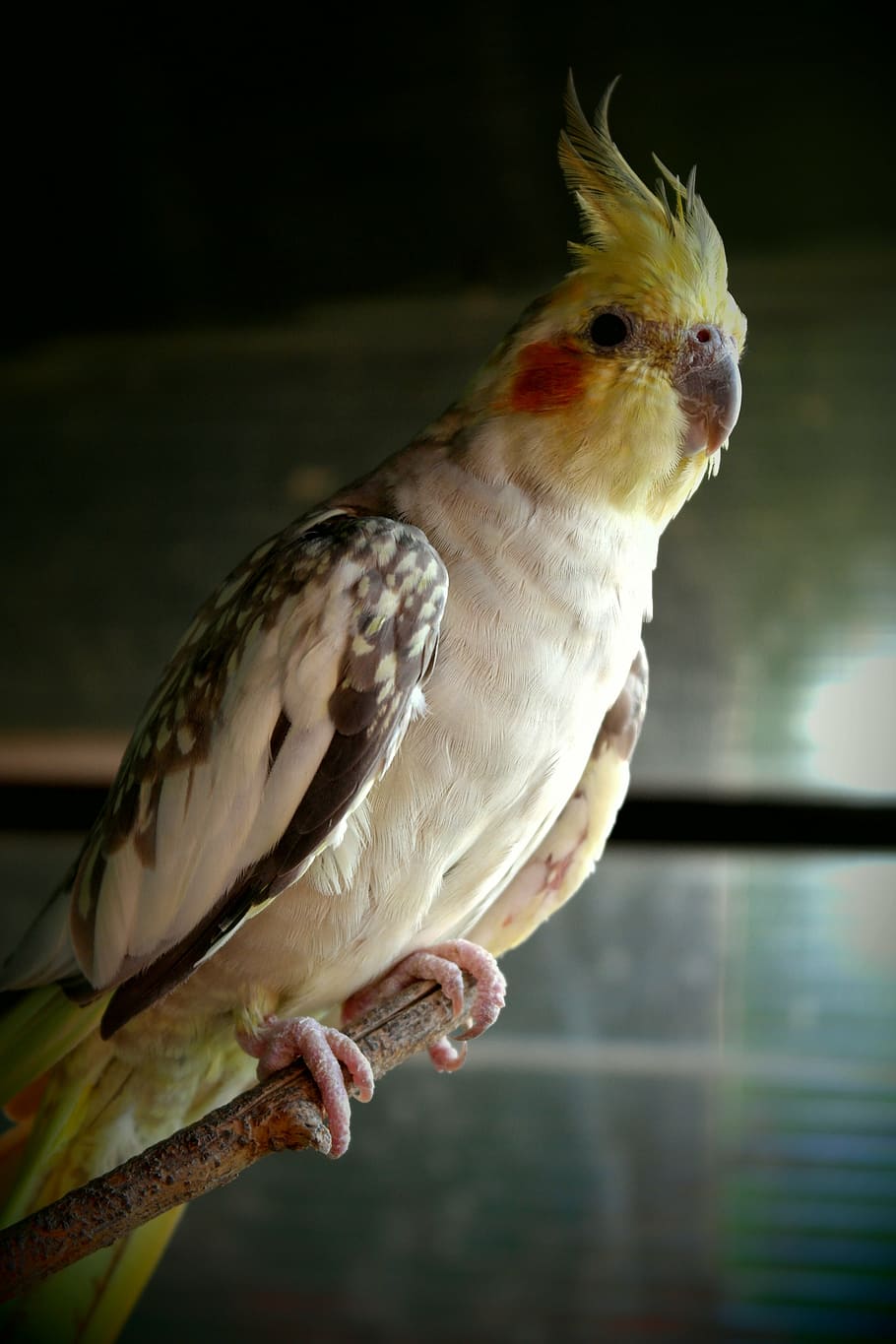 parrot, captivity, colored, view, bird, animal, nature, feather HD wallpaper