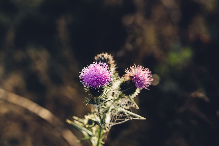 nature, background, barb, bloom, blooming, blossom, botanical HD wallpaper