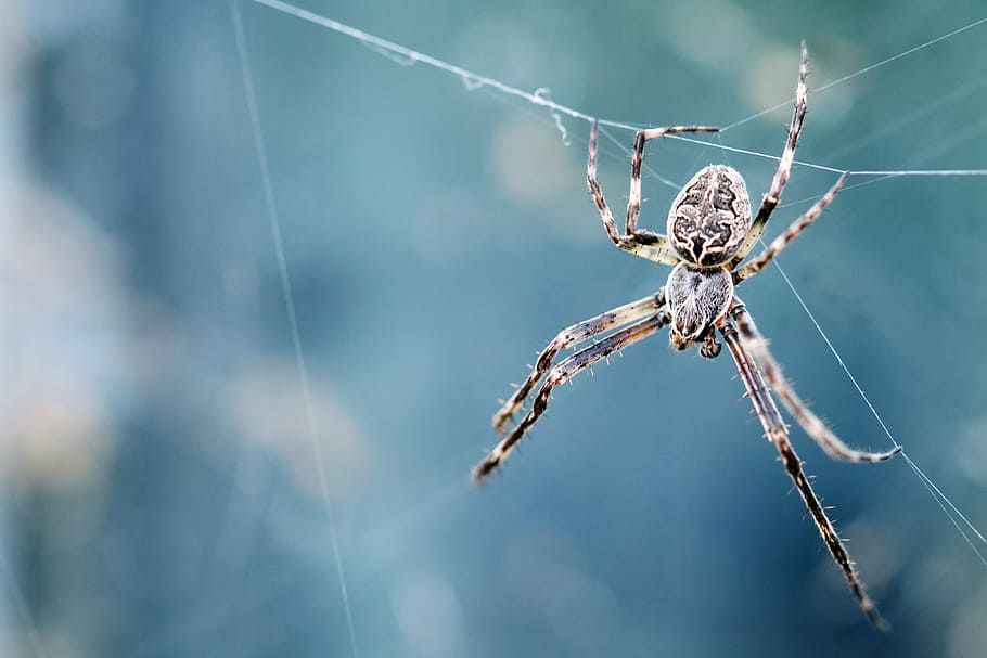closeup photography of brown spider, macro shot of brown barn spider HD wallpaper