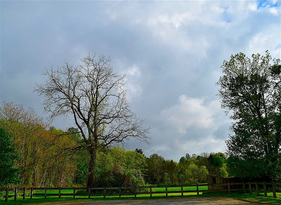 tree, green, sunlight, lilac, nature, spring, park, blossom HD wallpaper