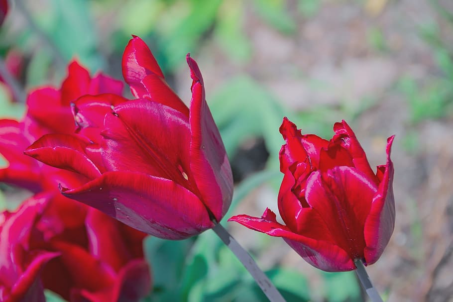 tulip, red, spring, flowers, closeup, flowering, flora, nature HD wallpaper