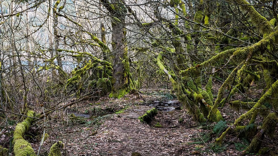 trees, moss, path, forest, plant, land, tranquility, growth HD wallpaper