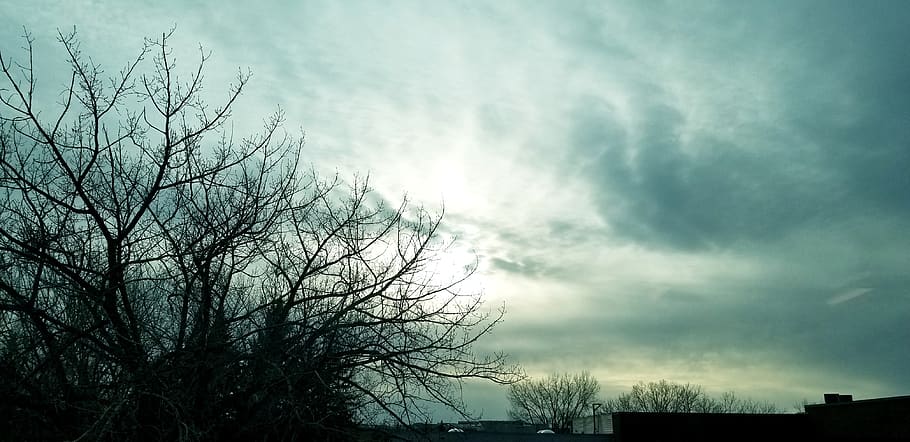 nature, panoramic, tree, landscape, sky, cloud - sky, plant HD wallpaper