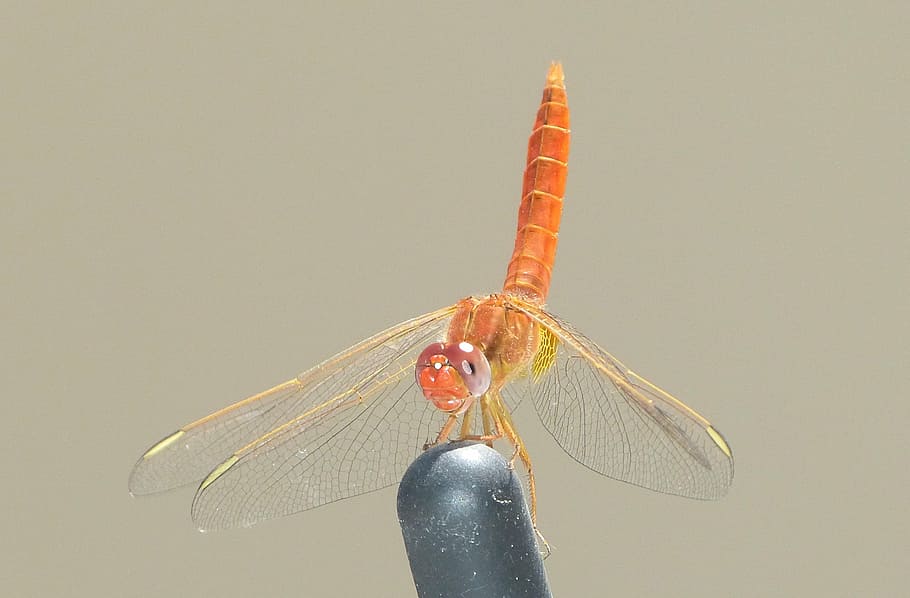 insect, dragonfly, flying, orange, wing, one animal, animal wildlife HD wallpaper