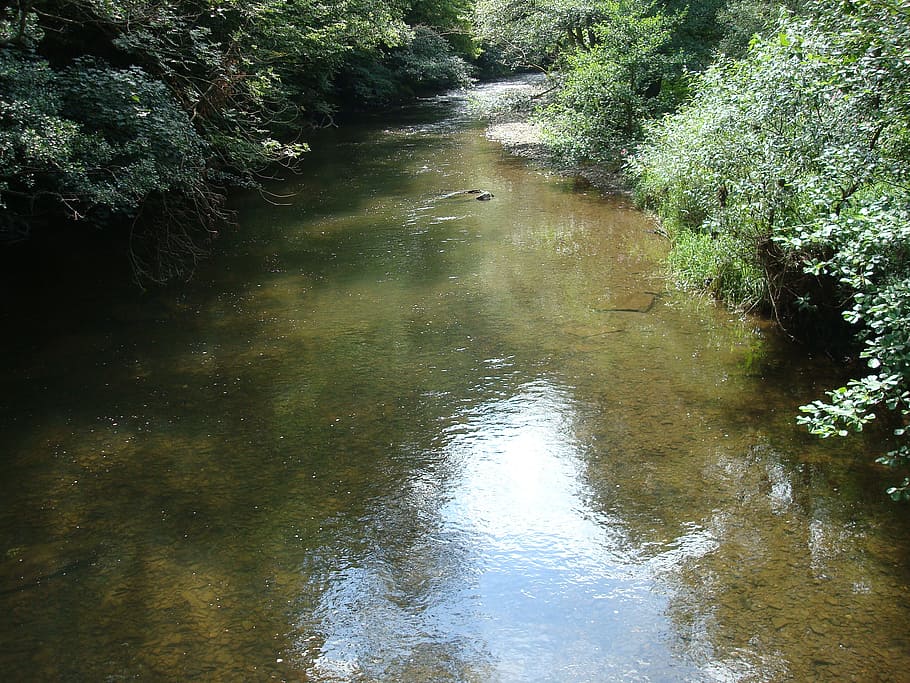 bach, river, idyllic, clear, flow, nature, water, tree, plant HD wallpaper