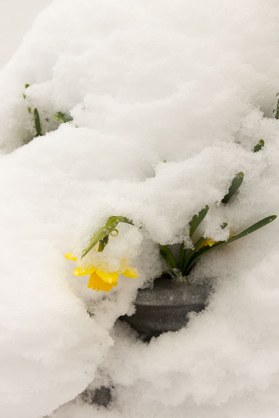 daffodil, snow, easter, our, winter, nature, cold - Temperature HD wallpaper