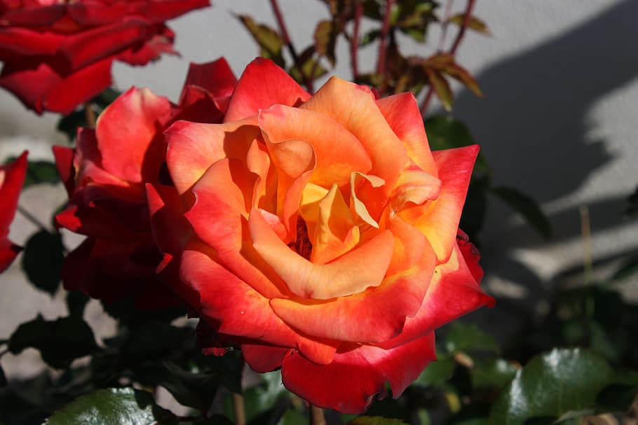 Flower, Pink, Orange, petal, nature, beauty in nature, flower head HD wallpaper