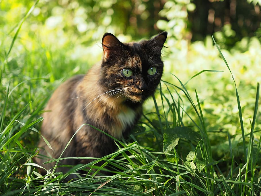 brown and black cat sitting on green grass, tortoiseshell cat