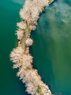 aerial photography of road surrounded by trees and body of water, pink tree near calm of body water HD wallpaper