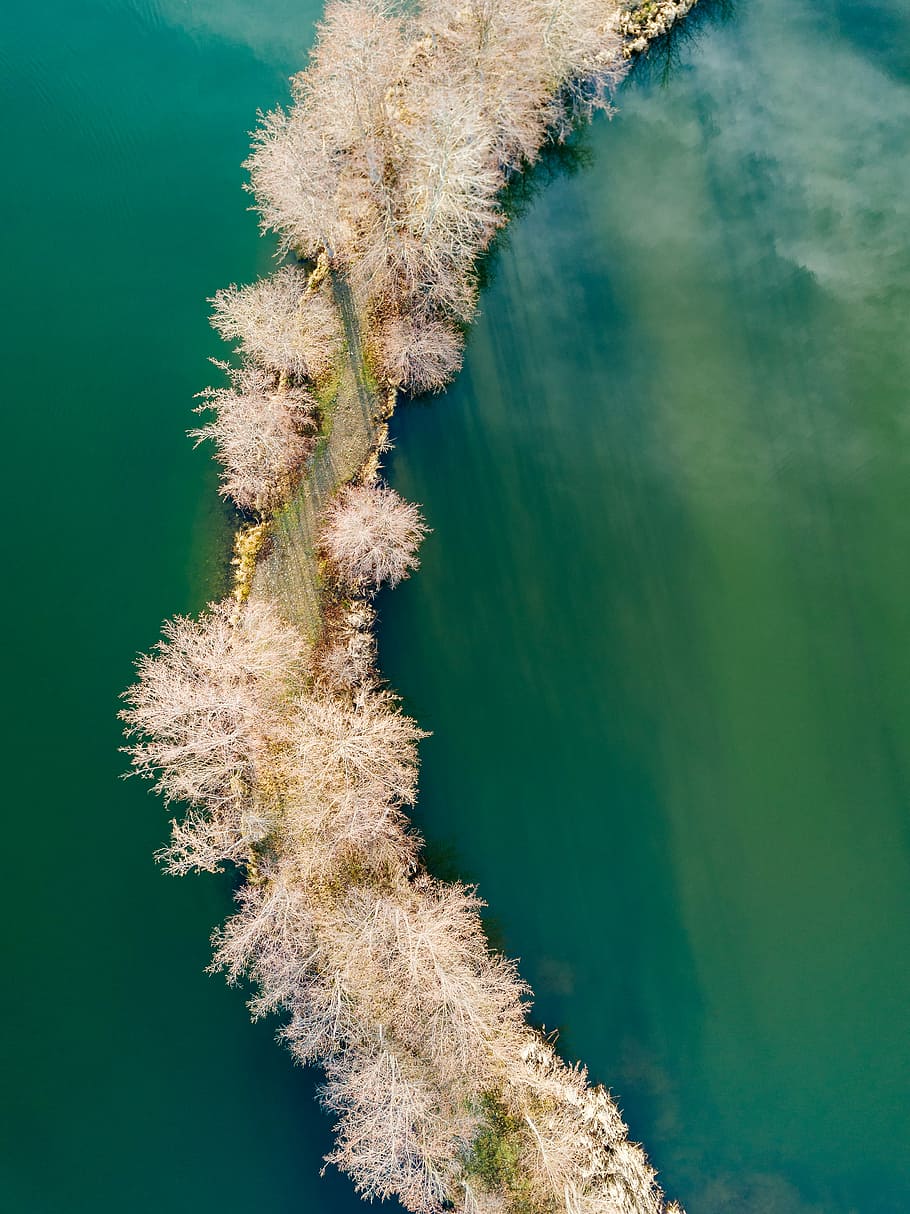aerial photography of road surrounded by trees and body of water, pink tree near calm of body water HD wallpaper