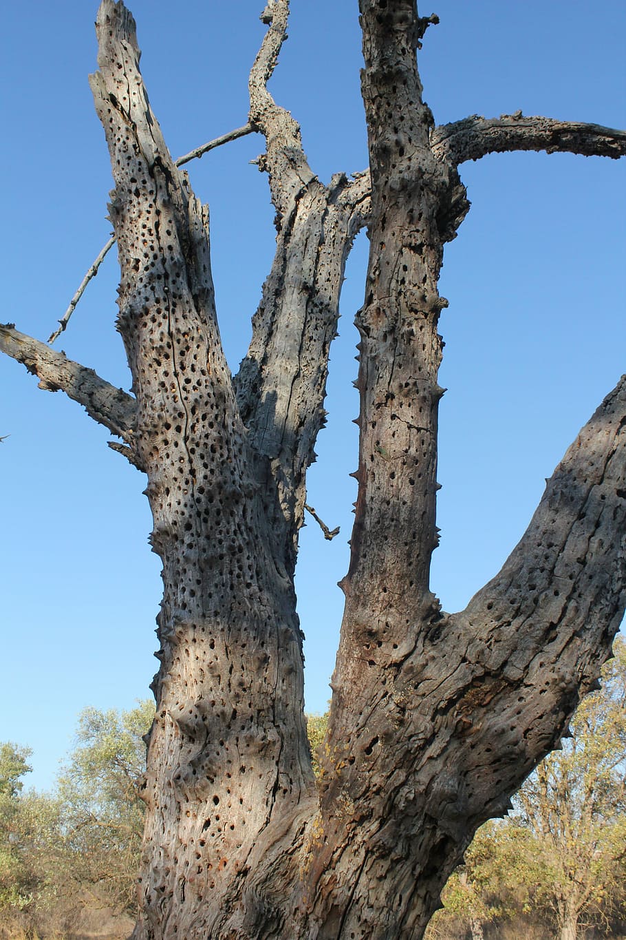 Dead, Tree, Dry, Holes, Environment, nature, plant, desert HD wallpaper