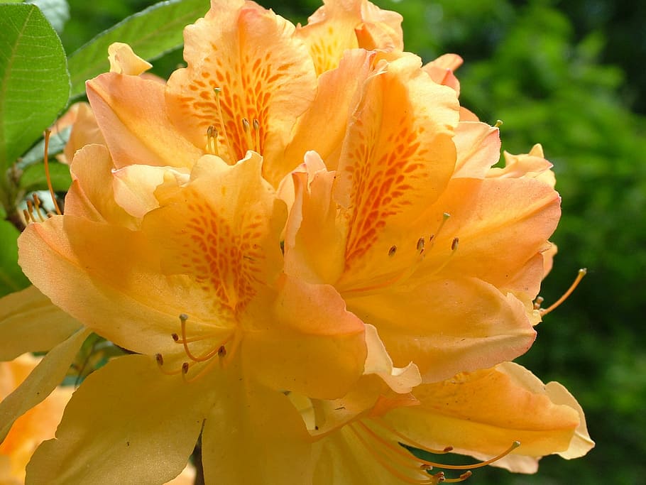 Spring, Flowers, Rhododendron, Blossom, bloom, petal, flower head HD wallpaper