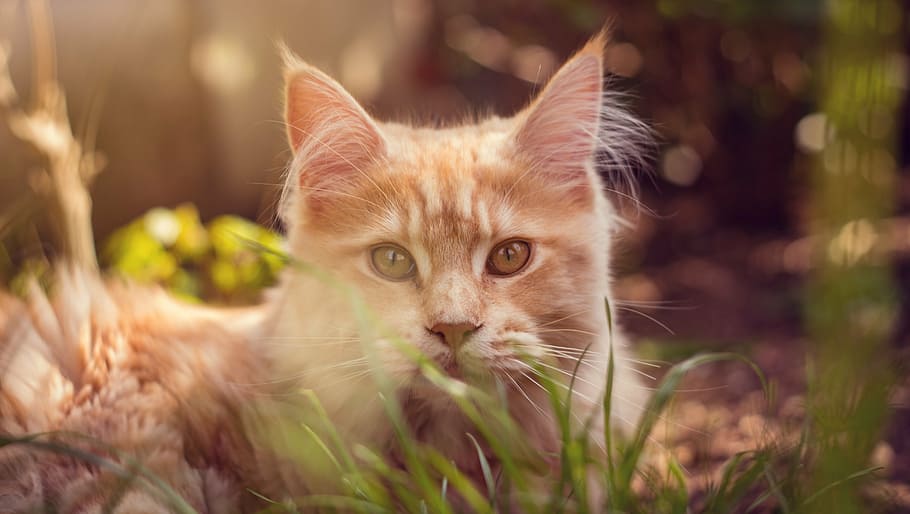 cat, concerns, animal, pet, mieze, watch, rest, adidas, sleep HD wallpaper