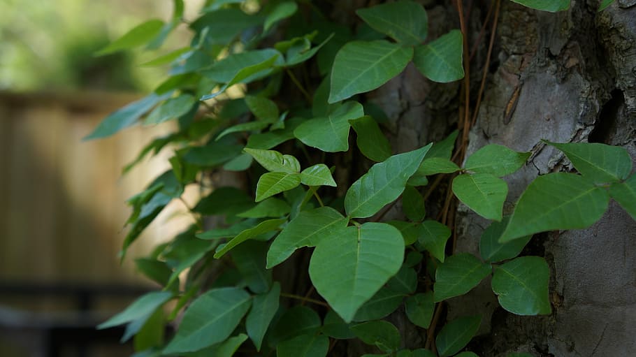 leaf, growth, flora, nature, outdoors, poison ivy, plant, green HD wallpaper