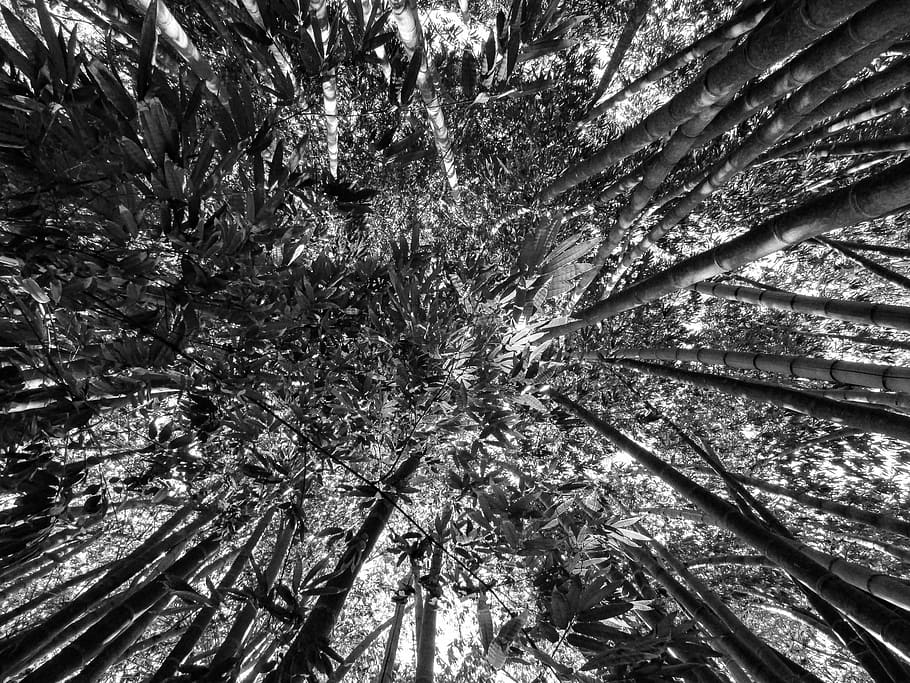 trees, nature, forest, twigs, trunk, plant, growth, no people HD wallpaper