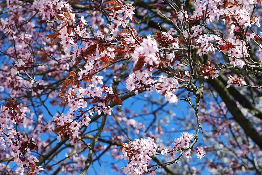 cherry blossom, tree, spring, nature, japanese, blooming, plant HD wallpaper