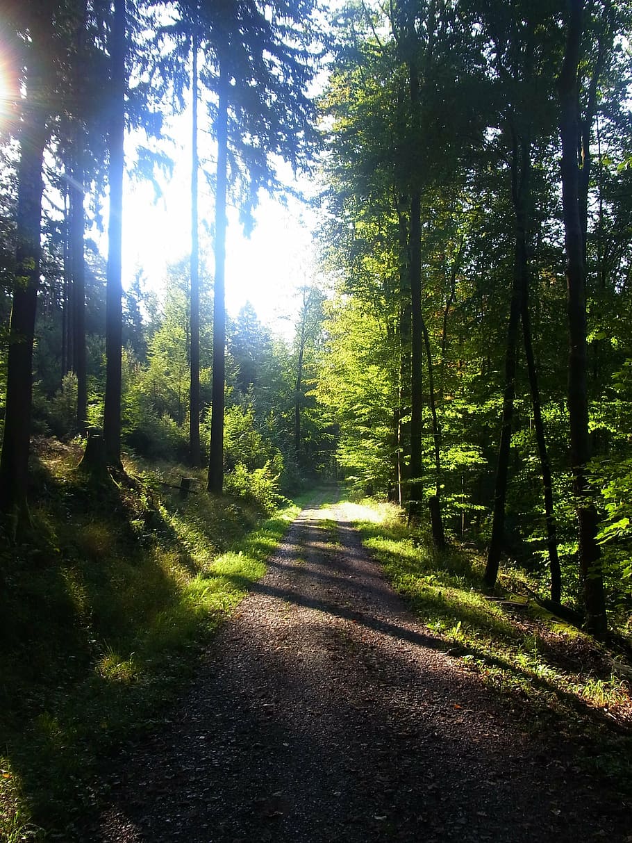 forest, shadow, trees, light, sun, nature, outdoors, woodland HD wallpaper