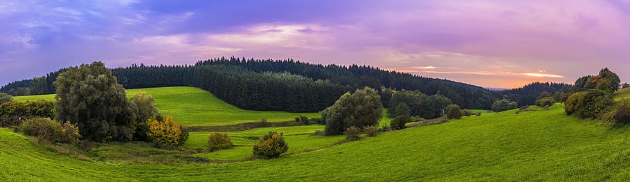 panoramic photograph of grass and tress, panorama, landscape HD wallpaper