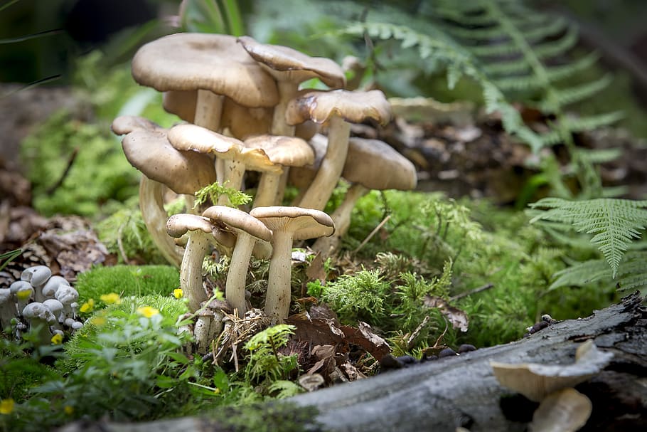 mushroom, nature, moss, vegetable, fungus, growth, plant, food HD wallpaper