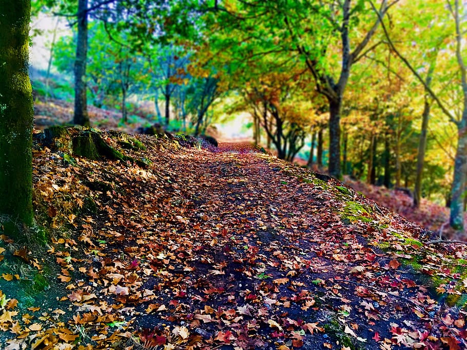 path, leaves, forest, autumn, trees, nature, branch, trail HD wallpaper